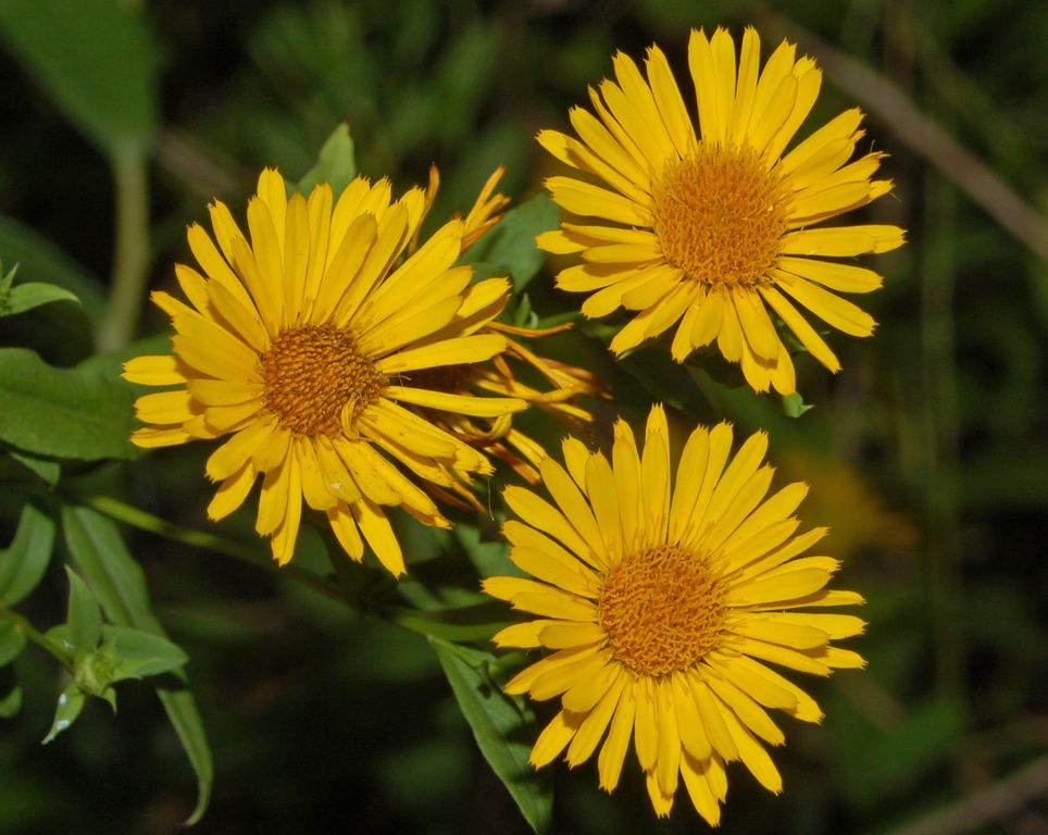 Pentanema spiraeifolium (=Inula spiraeifolia) / Enula uncinata